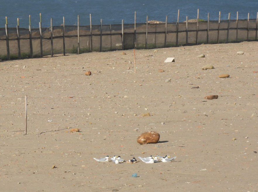 世界生物多樣性日 海保署聯合各界保育小燕鷗與綠蠵龜 世界生物多樣性日 海保署聯合各界保育小燕鷗與綠蠵龜