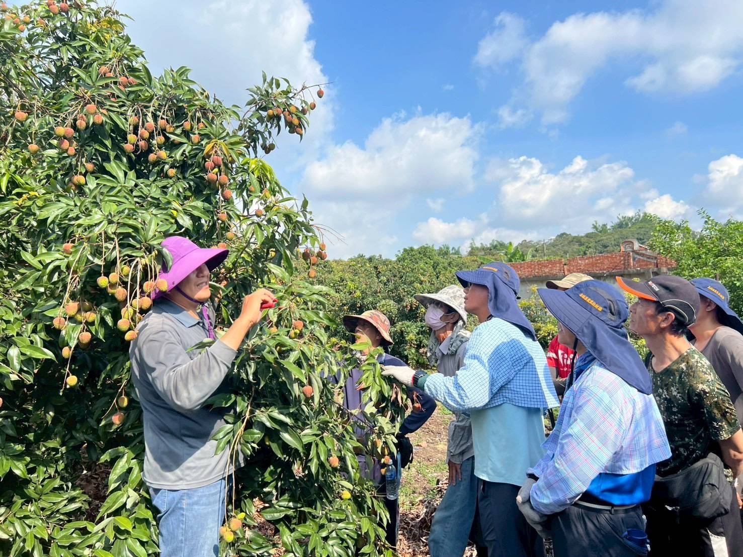玉荷包產季倒數 高市農業局專業培訓全力助攻 玉荷包產季倒數 高市農業局專業培訓全力助攻