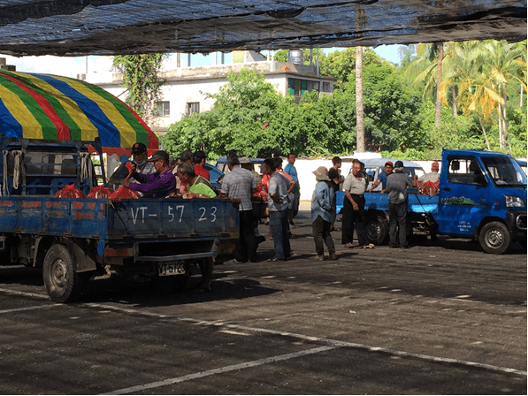 高雄農業局力推大樹果菜市場玉荷包拍賣26日登場 高雄農業局力推大樹果菜市場玉荷包拍賣26日登場