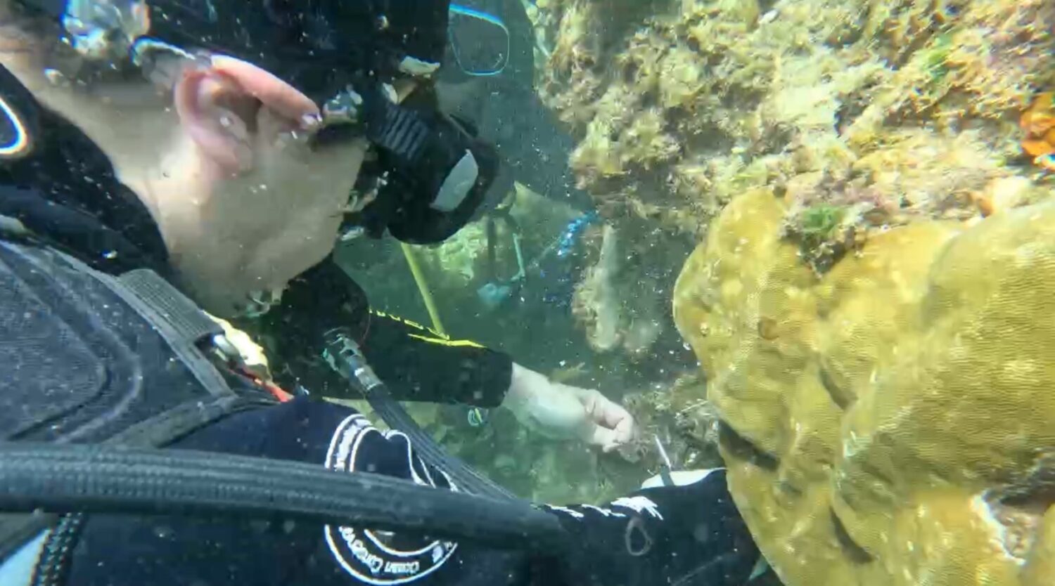 海保署與潛水民眾、潛海戰將逾百人 聯合淨海清除海廢 為海洋為珊瑚注入新生機 海保署與潛水民眾、潛海戰將逾百人 聯合淨海清除海廢 為海洋為珊瑚注入新生機