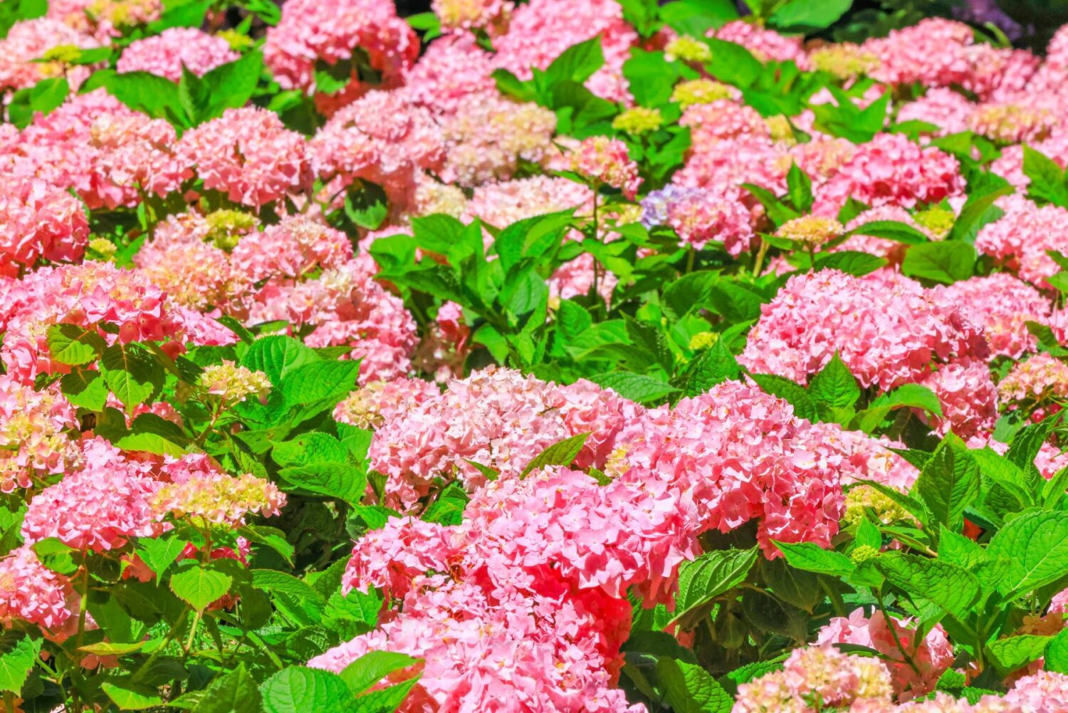 台灣最美繡球花海在這 近百萬朵繡球花綻放 台灣最美繡球花海在這 近百萬朵繡球花綻放