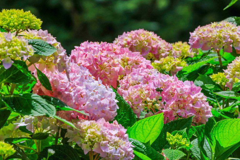 避暑渡假兼賞花 杉林溪滿山滿谷繡球花饗宴 避暑渡假兼賞花 杉林溪滿山滿谷繡球花饗宴