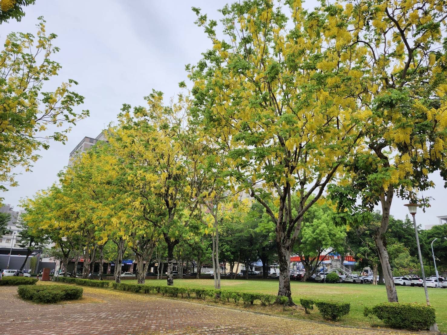 宜居台中市街頭夏日花季綻放 阿勃勒大花紫薇共譜浪漫詩篇 宜居台中市街頭夏日花季綻放 阿勃勒大花紫薇共譜浪漫詩篇