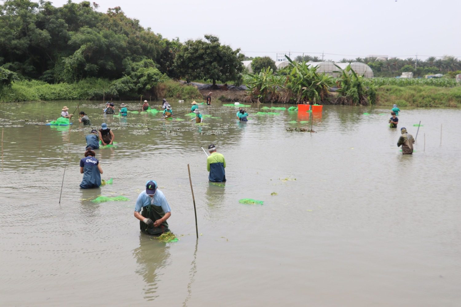 復育水雉棲地　種出一片新浮地