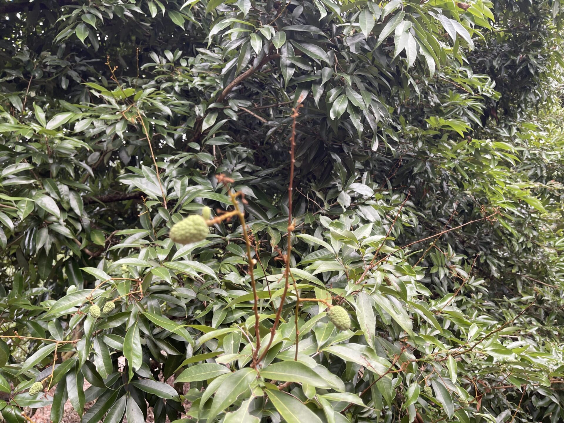 中市荔枝災損 5/28-6/11前可申請現金救助 中市荔枝災損 5/28-6/11前可申請現金救助