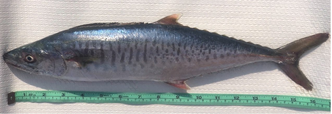 土魠魚全養殖新突破!農業部人工養殖技術獲國際期刊認可 土魠魚全養殖新突破!農業部人工養殖技術獲國際期刊認可