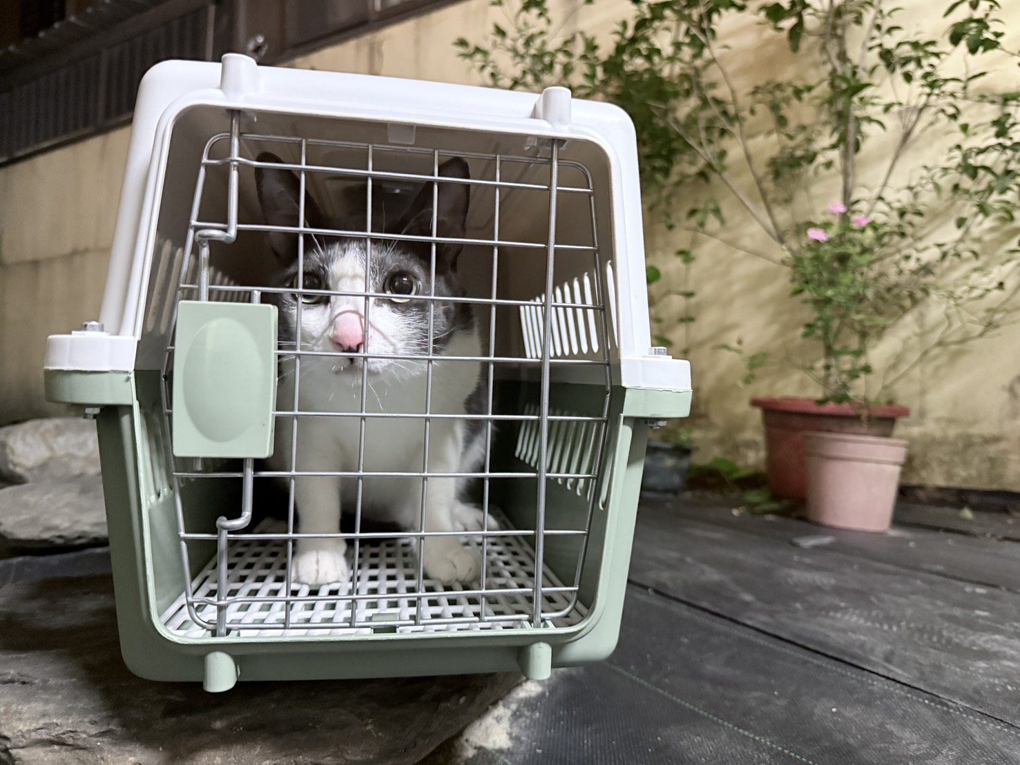 屏縣動保條例正式上路 遛狗不繫繩最高開罰1萬5