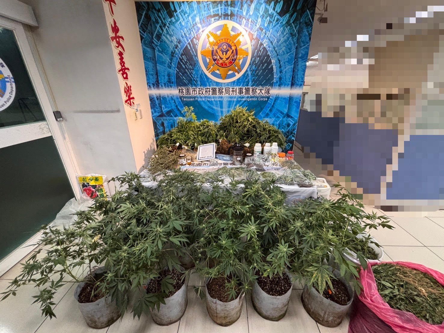 桃警查獲開心農場!他靠有「雞」栽培讓大麻植株長到半個成人高 桃警查獲開心農場!他靠有「雞」栽培讓大麻植株長到半個成人高