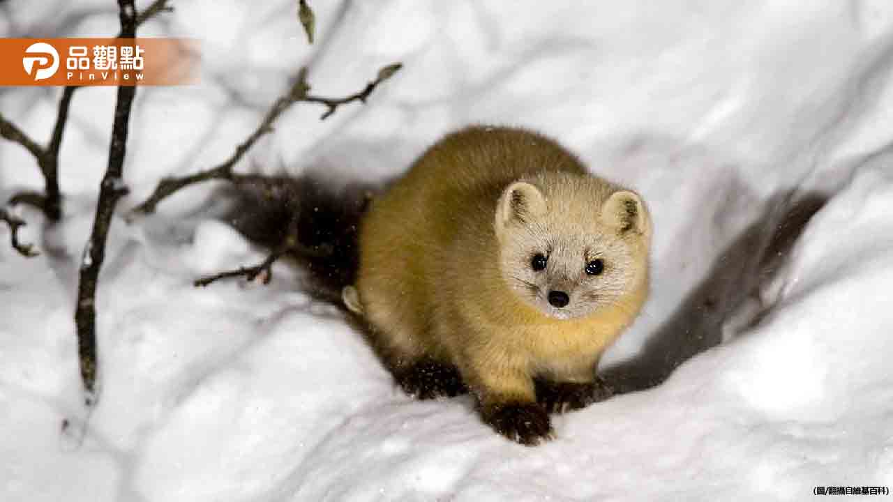 大逆轉！日本國寶「木乃伊龍」根本不是龍　竟是千年貂