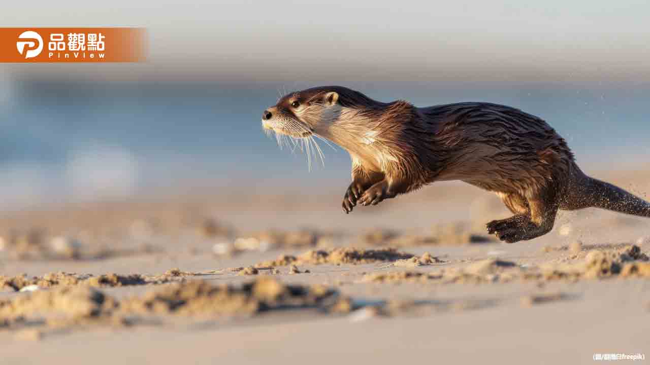 鼬獾是「狂犬病」主要傳播宿主!新北動保將施打疫苗 鼬獾是「狂犬病」主要傳播宿主!新北動保將施打疫苗