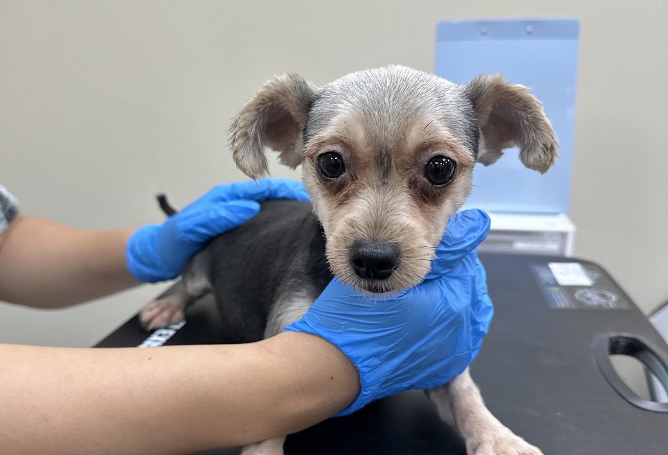 貨櫃屋內疑藏非法犬隻繁殖場 桃園動保處:最高可罰300萬 貨櫃屋內疑藏非法犬隻繁殖場 桃園動保處:最高可罰300萬