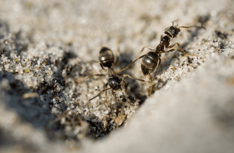 驚!女子狂吃「30隻飛蟻」送醫!醫生:補過頭 驚!女子狂吃「30隻飛蟻」送醫!醫生:補過頭