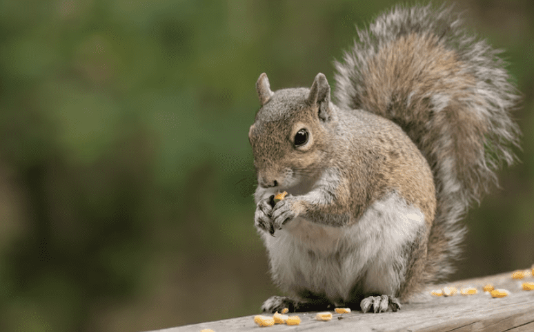 停電風波頻傳!台電聲明駁缺電:絕對不是找小動物來扛 停電風波頻傳!台電聲明駁缺電:絕對不是找小動物來扛