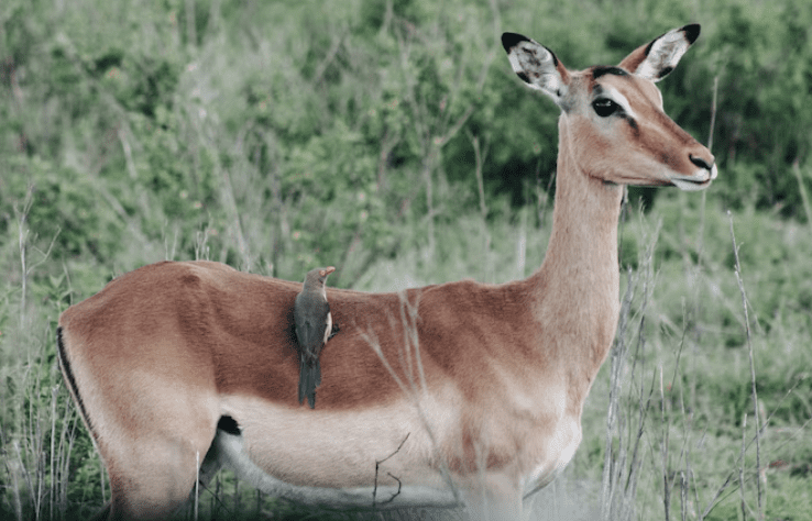南港驚見山羌亂竄!突倒地身亡 網驚訝:怎會跑到這 南港驚見山羌亂竄!突倒地身亡 網驚訝:怎會跑到這
