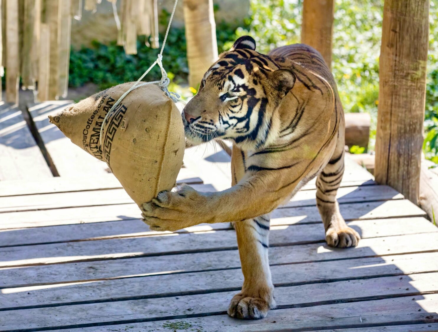 壽山動物園特製端午應景粽 動物吃播萌樣好吸睛