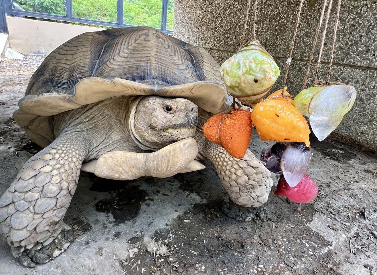 壽山動物園家族成員拆粽葉萌樣超療癒 壽山動物園家族成員拆粽葉萌樣超療癒
