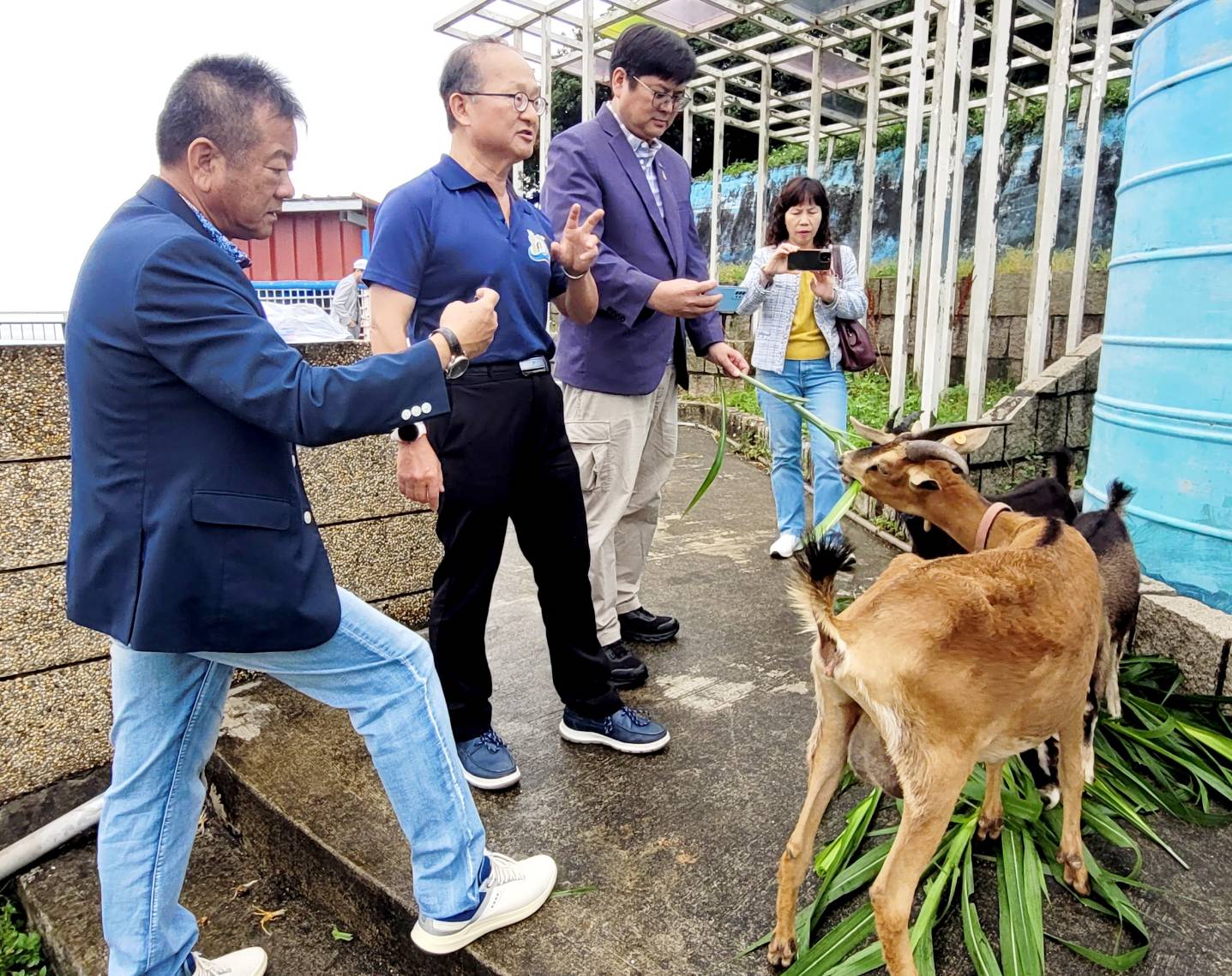 這三頭來自豐珠中學的羊將成為孩子們的「生命教育夥伴」，透過日常照護學習責任感與尊重生命，也成為活潑生動的生態教材。