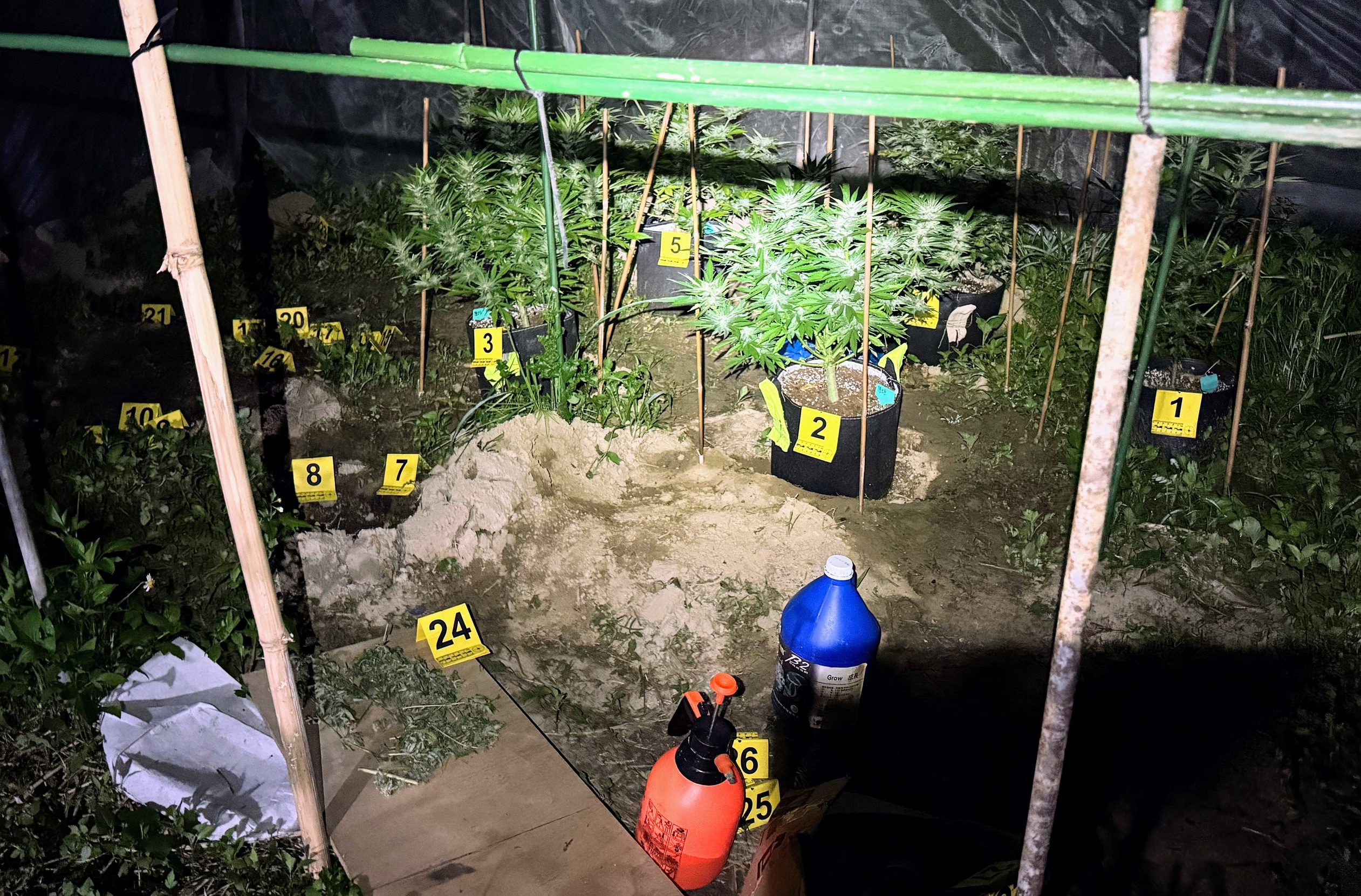 嘉義男走私大麻種子栽種販售　檢警查獲百株大麻提起公訴