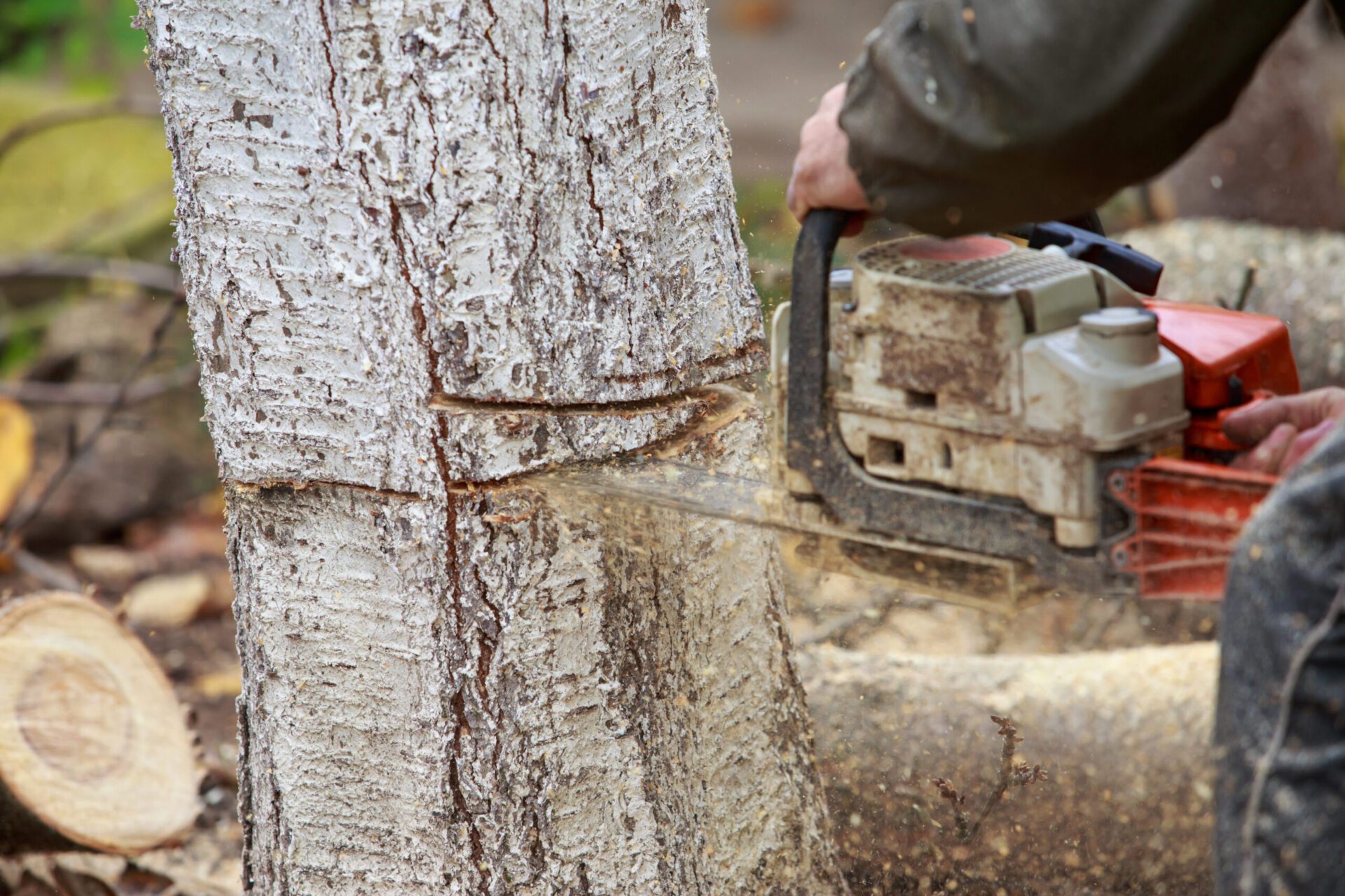 航空城包商為省錢爆砍600樹木?桃市府澄清了 航空城包商為省錢爆砍600樹木?桃市府澄清了