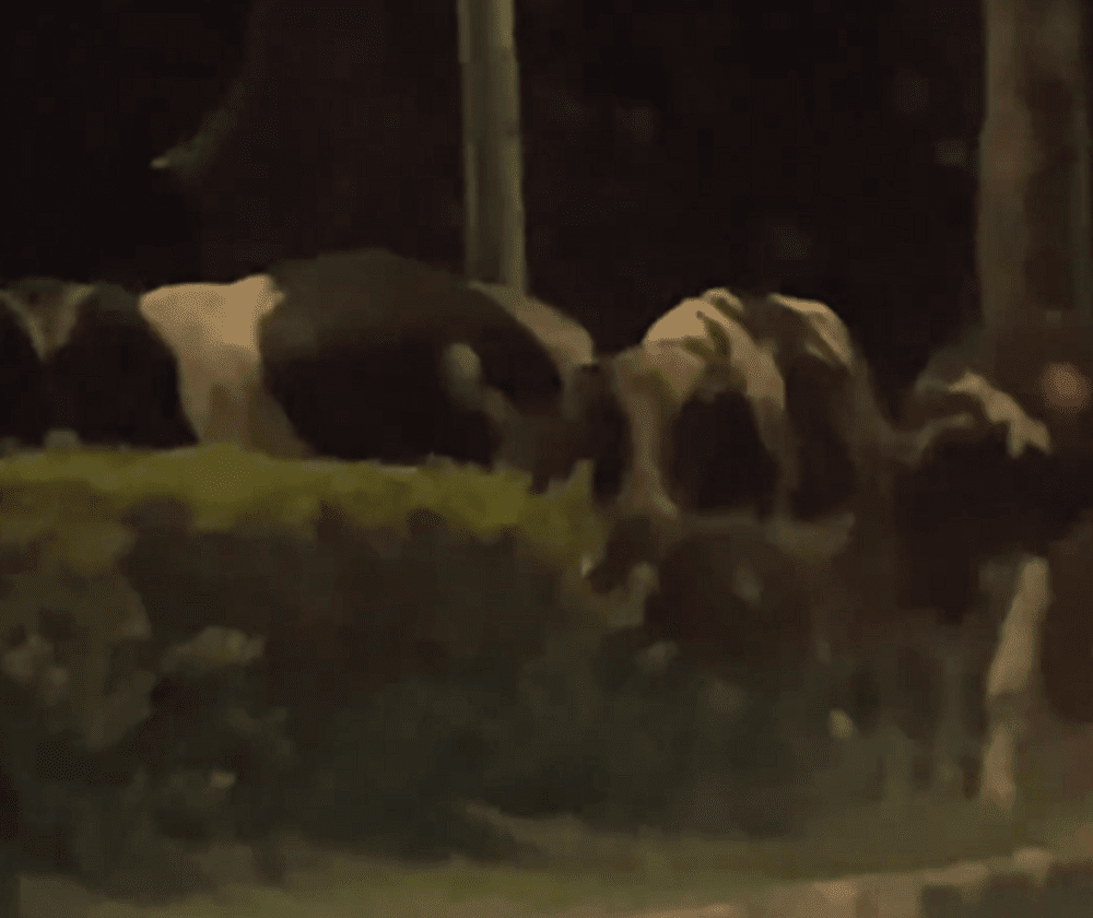 【有片】乳牛逛大街「吃分隔島」畫面曝 龜山警摸黑趕牛