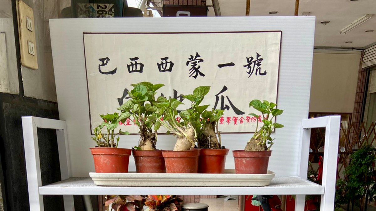 白地瓜傳愛12年!巴西西蒙一號白地瓜種苗免費分享中 六千株限量贈送 白地瓜傳愛12年!巴西西蒙一號白地瓜種苗免費分享中 六千株限量贈送