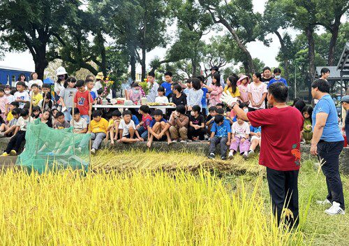 漾新聞|吉東國小端午割稻傳承與感恩 漾新聞|吉東國小端午割稻傳承與感恩