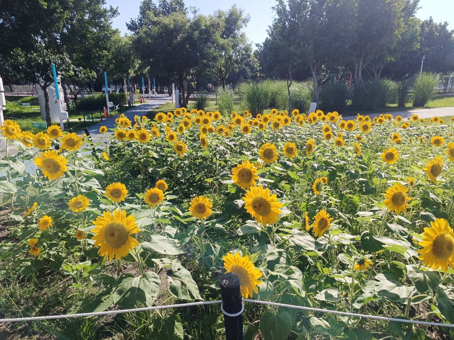 中央公園「向日葵花海」盛開！　中市建設局邀您共享金色療癒夏日