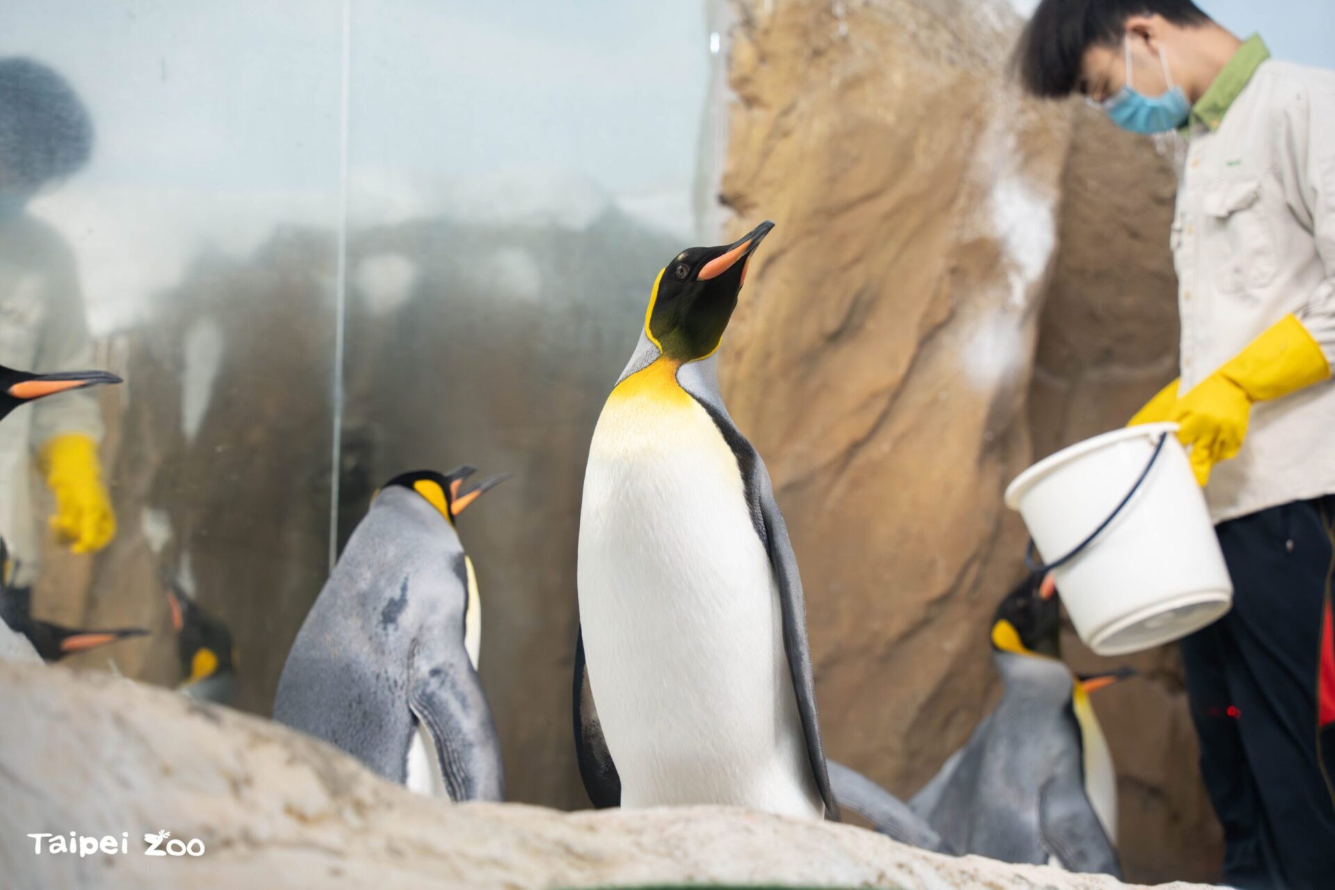 臺北動物園年度維護將休園10天　6月18日至27日不對外開放