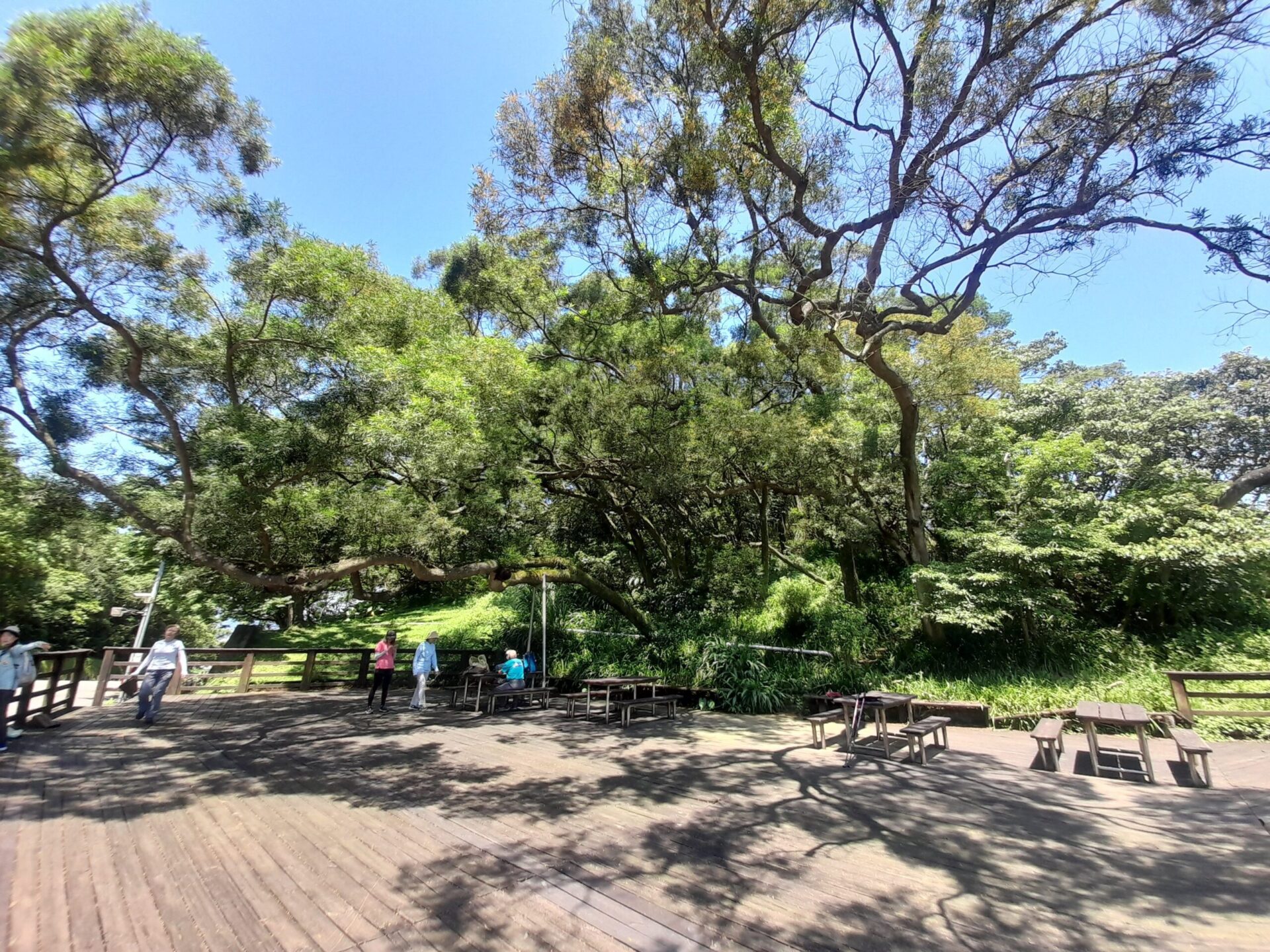 6月初夏小旅行　飛龍步道生態導覽歡迎報名