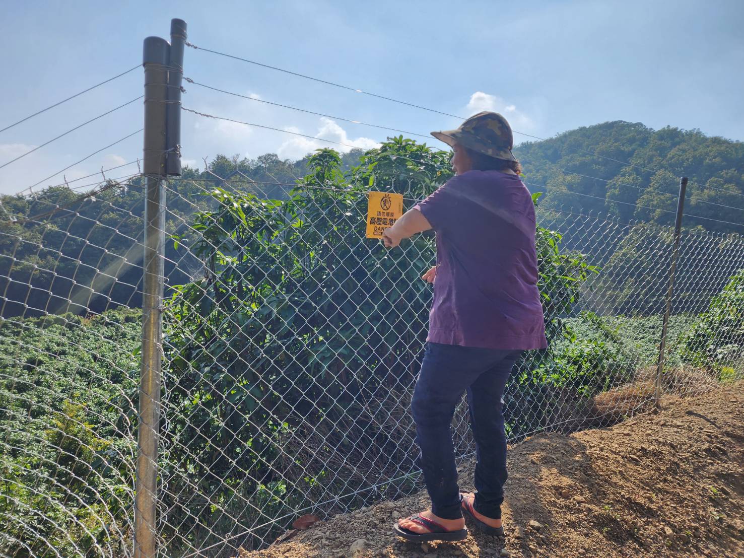 電圍網防猴效果佳 高雄申請期限至6月底 速把握機會 電圍網防猴效果佳 高雄申請期限至6月底 速把握機會