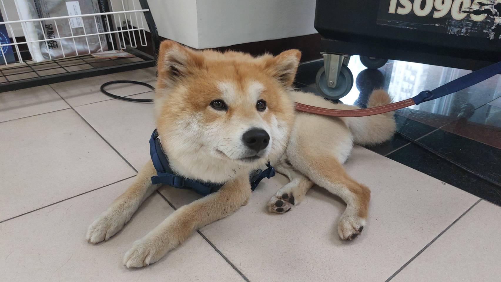 柴犬深夜街頭遊蕩 民眾協助送警尋找飼主 柴犬深夜街頭遊蕩 民眾協助送警尋找飼主