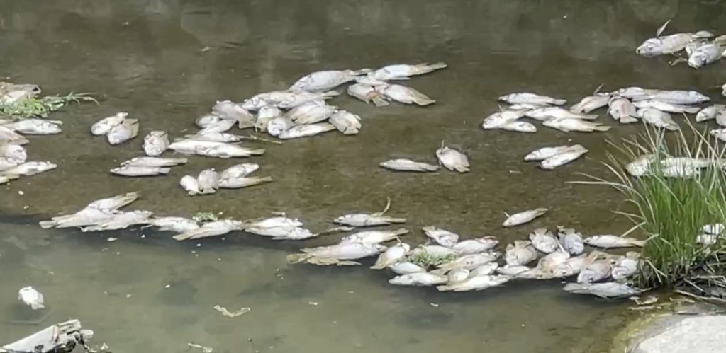 有異象?高雄曹公新圳出現大量「屍體」 散佈800m超驚人 有異象?高雄曹公新圳出現大量「屍體」 散佈800m超驚人