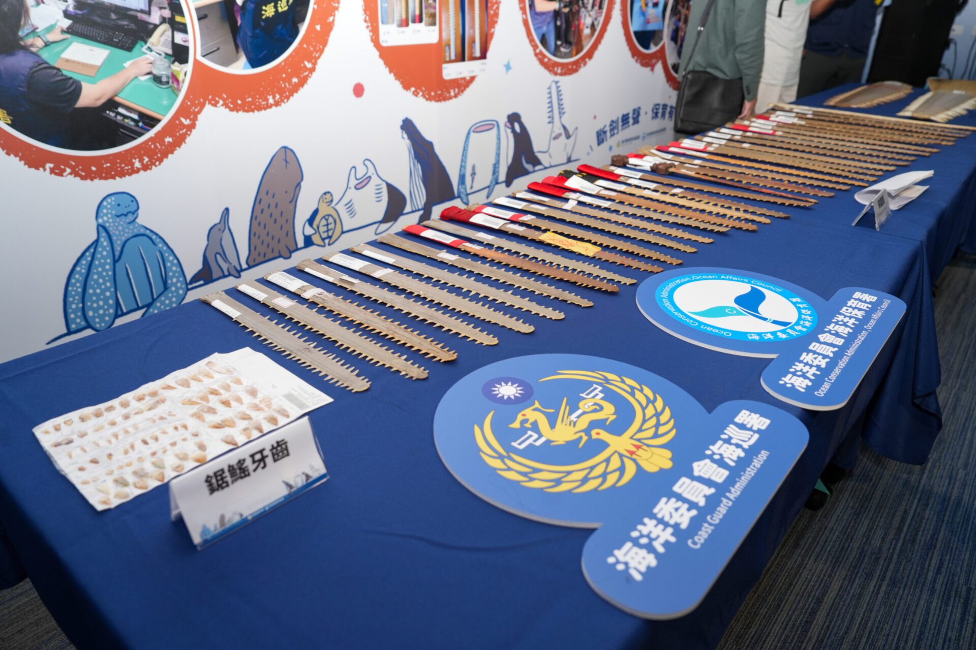 海保署攜手海巡署「斷劍」 查獲37支鯊魚劍守護生態 海保署攜手海巡署「斷劍」 查獲37支鯊魚劍守護生態