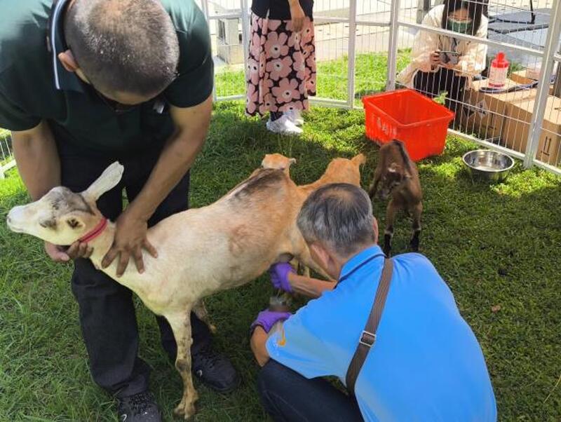 動保處確實把關 羊奶好喝啦 動保處確實把關 羊奶好喝啦