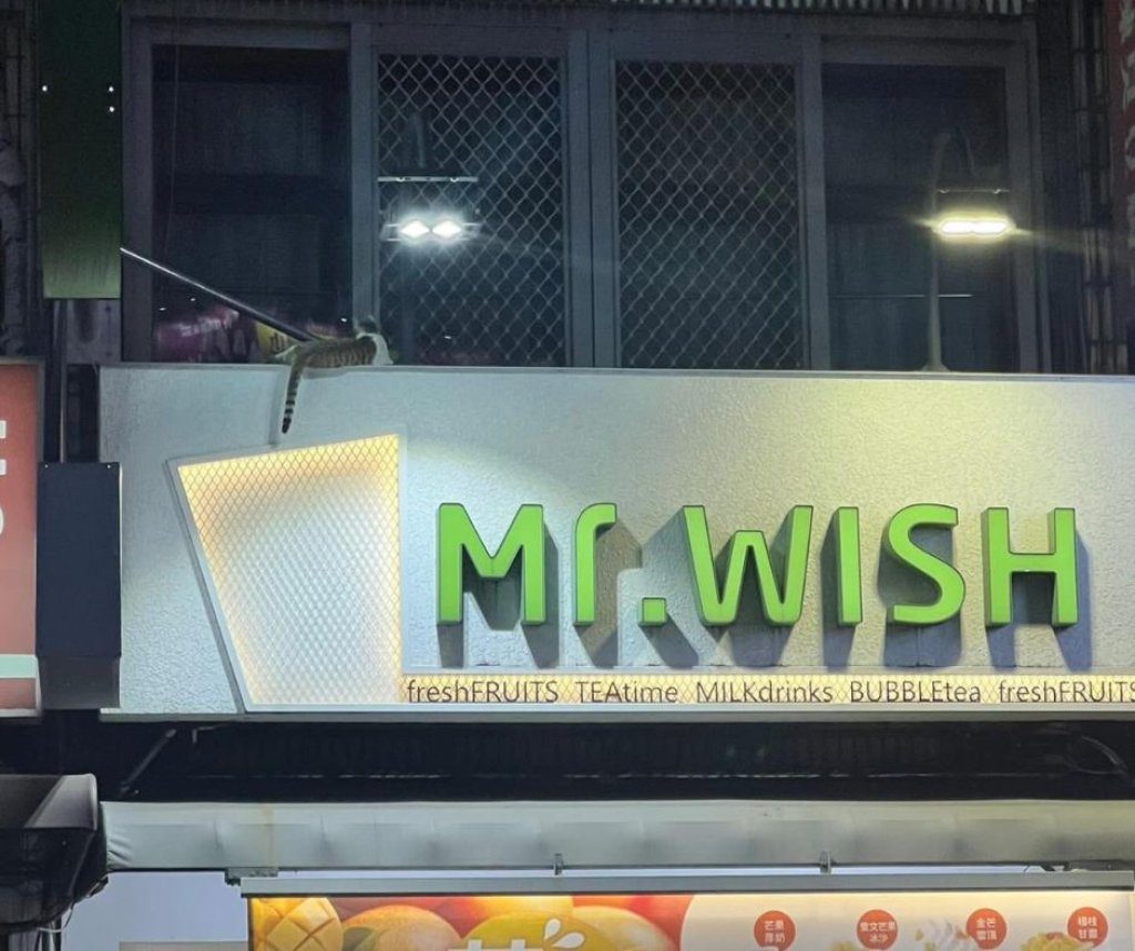 貓咪尾巴成「吸管」 Mr. WISH :送乾糧慰勞員工 貓咪尾巴成「吸管」 Mr. WISH :送乾糧慰勞員工
