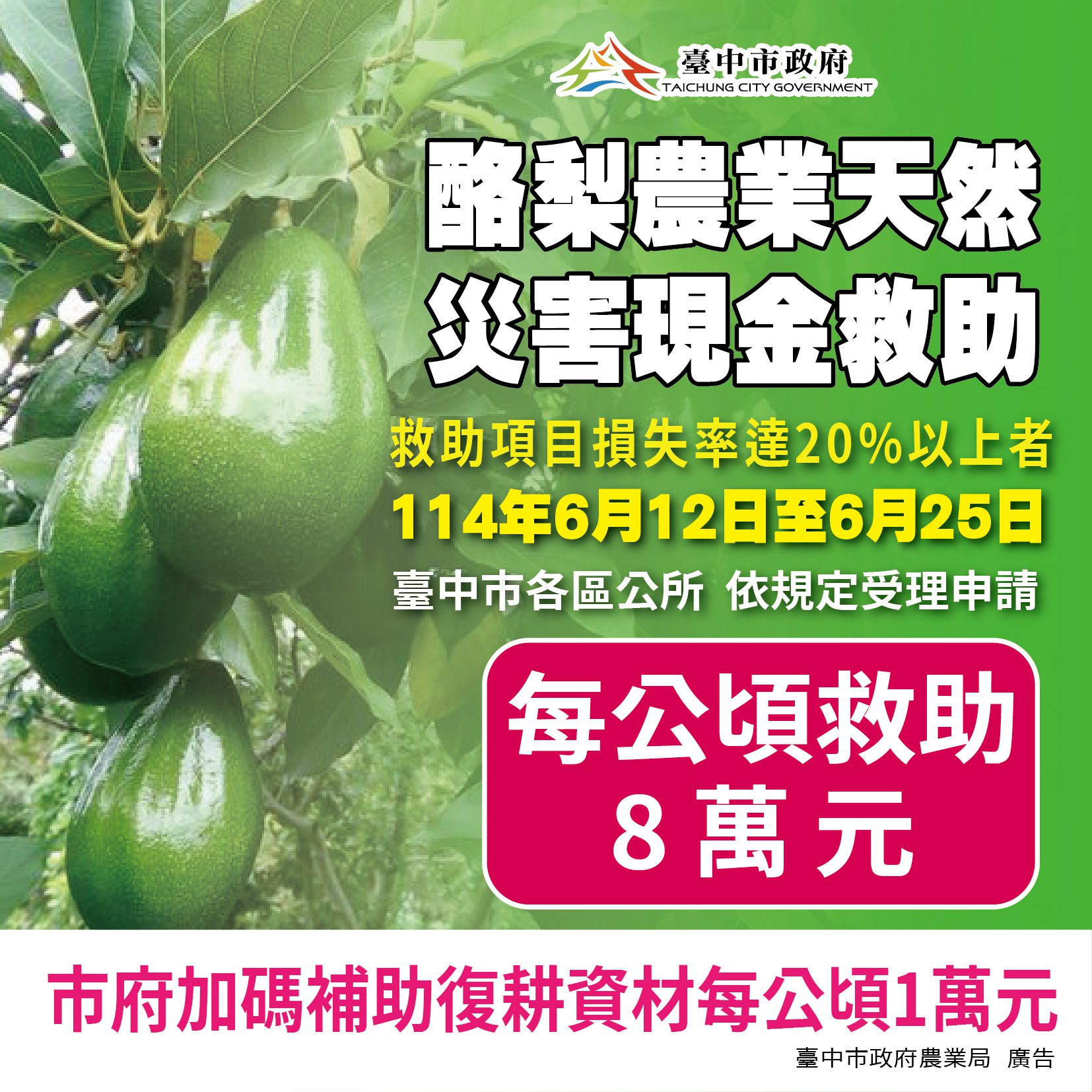 中市酪梨災損6/25前可申請現金救助　農業局加碼補助復耕