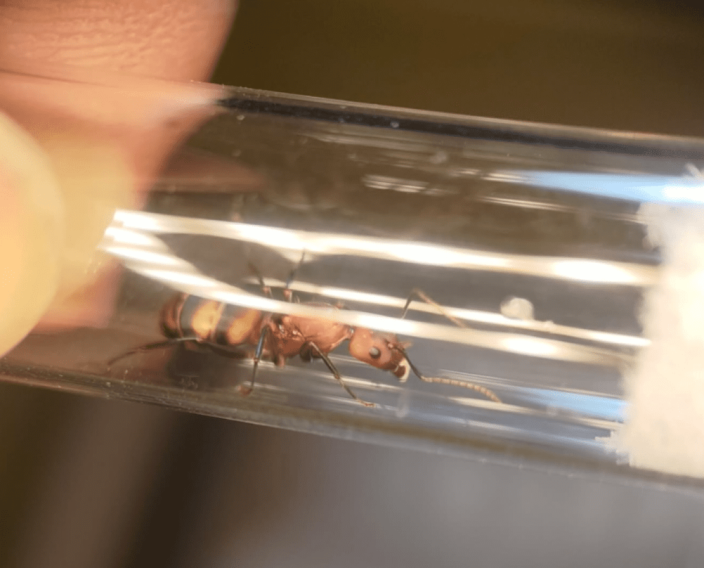 爆料／臉書社團驚現非法販售外來入侵種與本土特有種螞蟻，恐釀生態浩劫與國安危機！