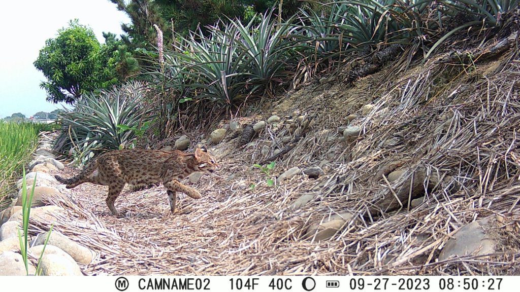 《彰化縣石虎保育自治條例》彰縣議會三讀通過 《彰化縣石虎保育自治條例》彰縣議會三讀通過