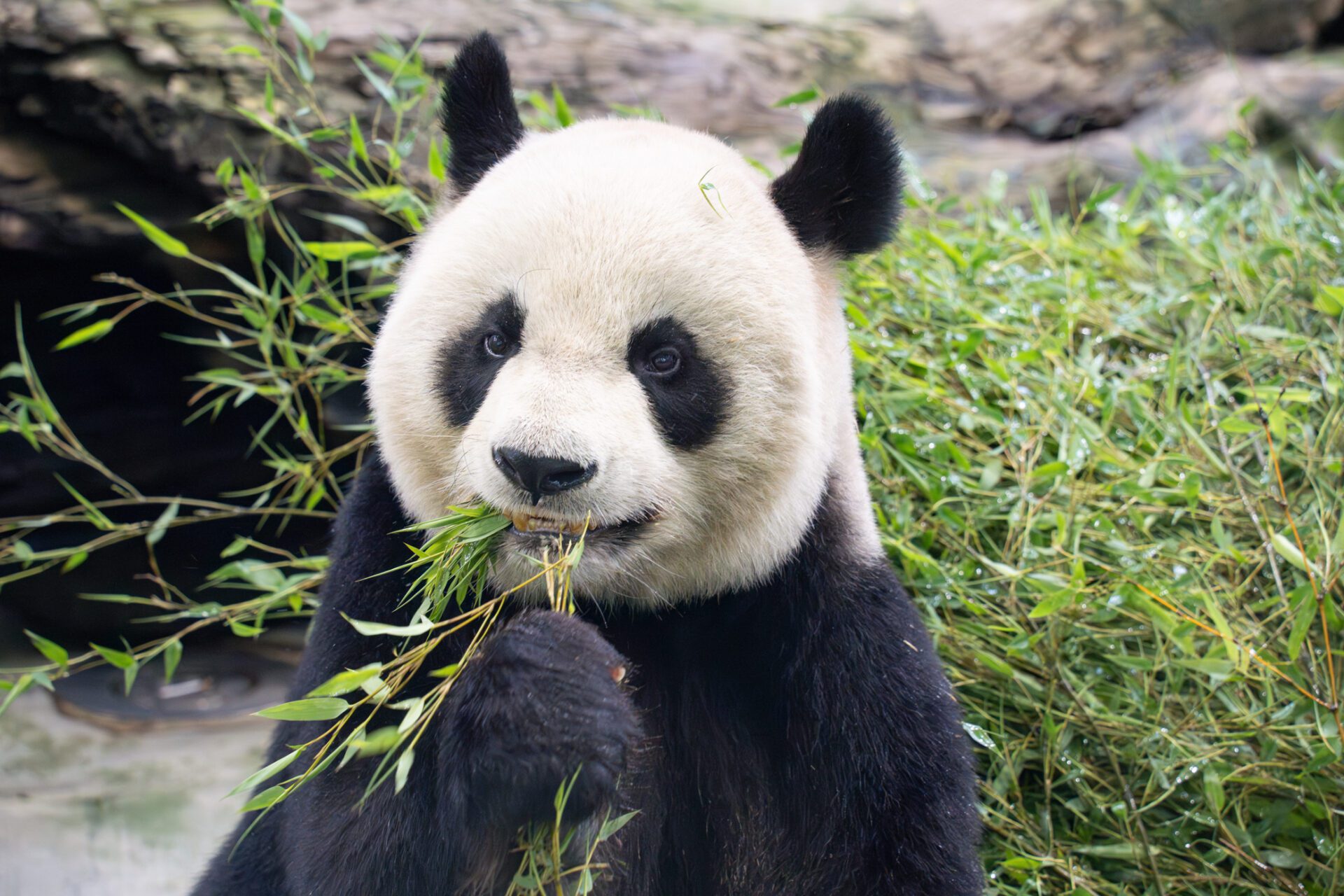 大貓熊家族迎生日 動物園舉辦派對活動 大貓熊家族迎生日 動物園舉辦派對活動