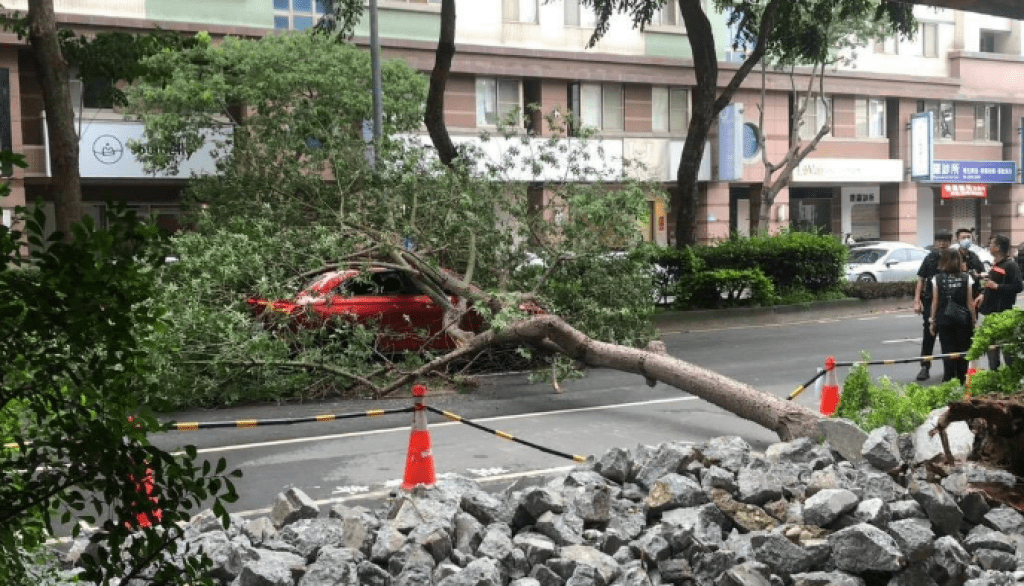 台中路樹倒塌壓車! 交通受阻1小時 台中路樹倒塌壓車! 交通受阻1小時