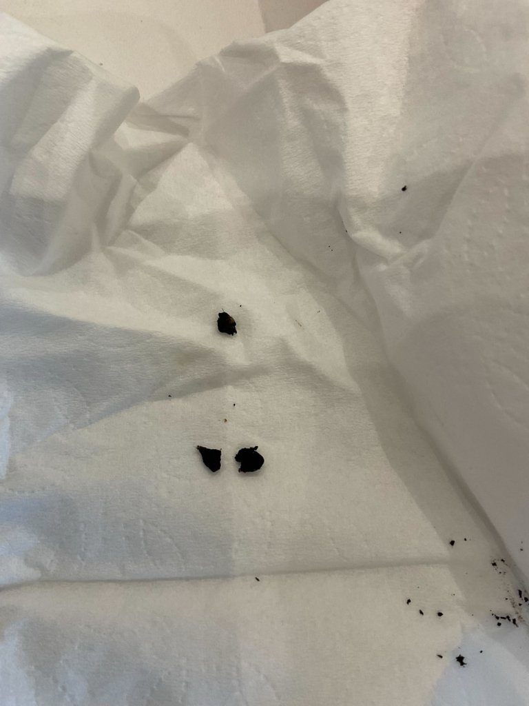 爆料／覺旅咖啡西湖店爆食安爭議 消費者：義大利麵驚現不明黑色異物疑為動物排泄物！