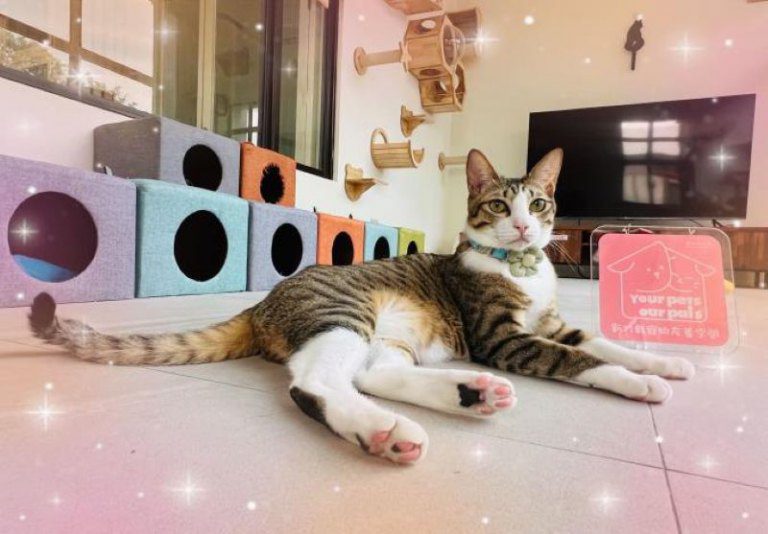 室內家貓外出坐推車提籃避逃脫 7月起不強制打狂犬病疫苗 室內家貓外出坐推車提籃避逃脫 7月起不強制打狂犬病疫苗