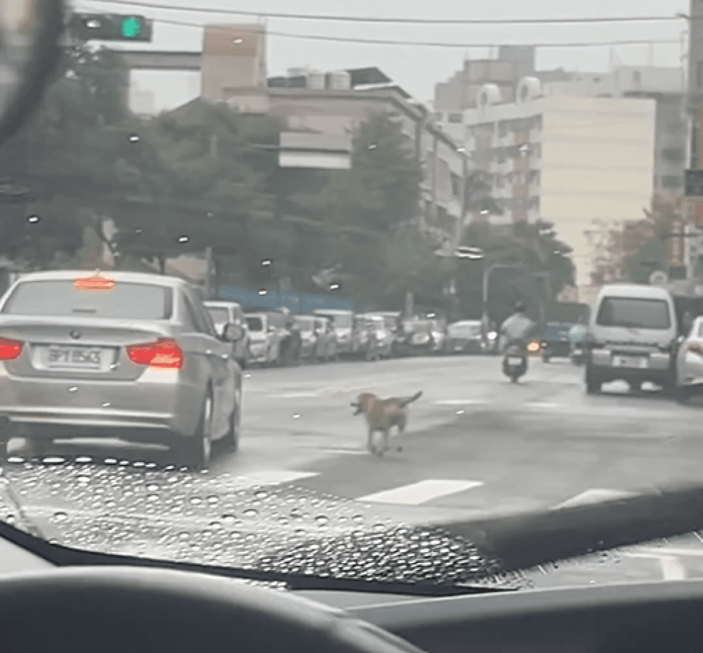 疑惡意棄養?戴項圈小狗馬路上狂追銀色BMW 畫面引發眾怒 疑惡意棄養?戴項圈小狗馬路上狂追銀色BMW 畫面引發眾怒