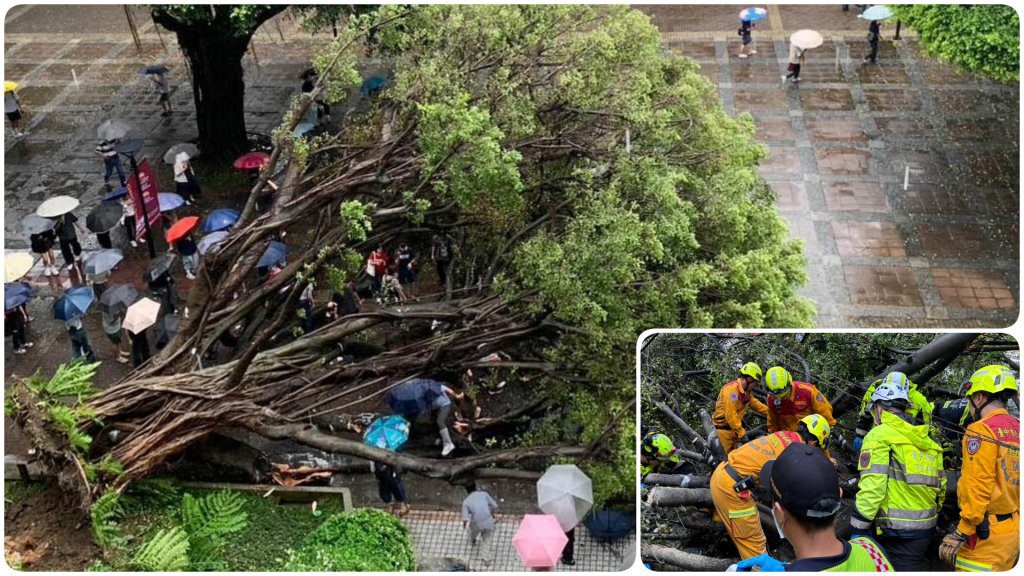 快訊/逢甲奪命校樹 碩一生被壓傷不治 快訊/逢甲奪命校樹 碩一生被壓傷不治