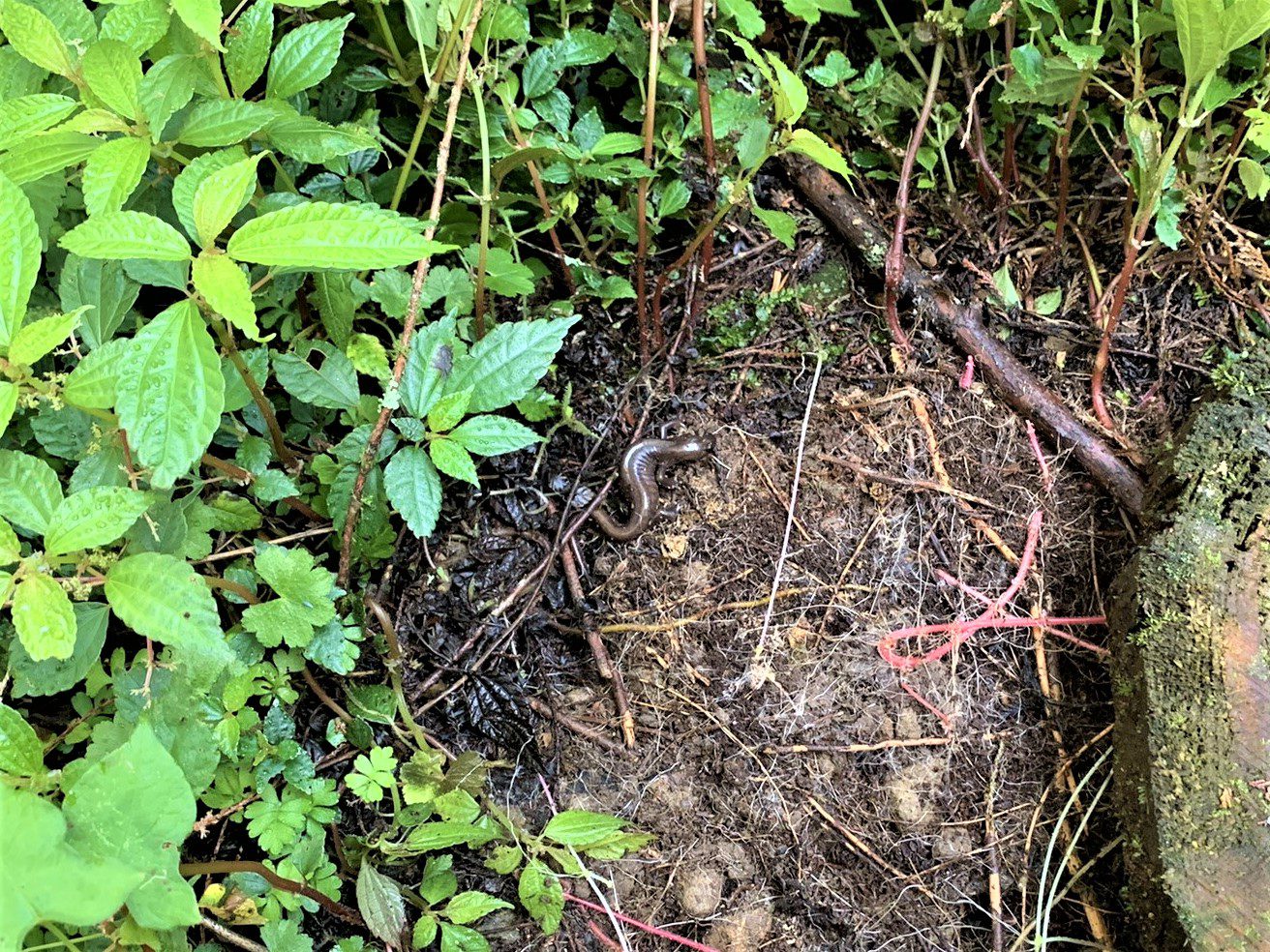 台哥大與林保嘉義分署簽署阿里山山椒魚保育合作備忘錄 台哥大與林保嘉義分署簽署阿里山山椒魚保育合作備忘錄