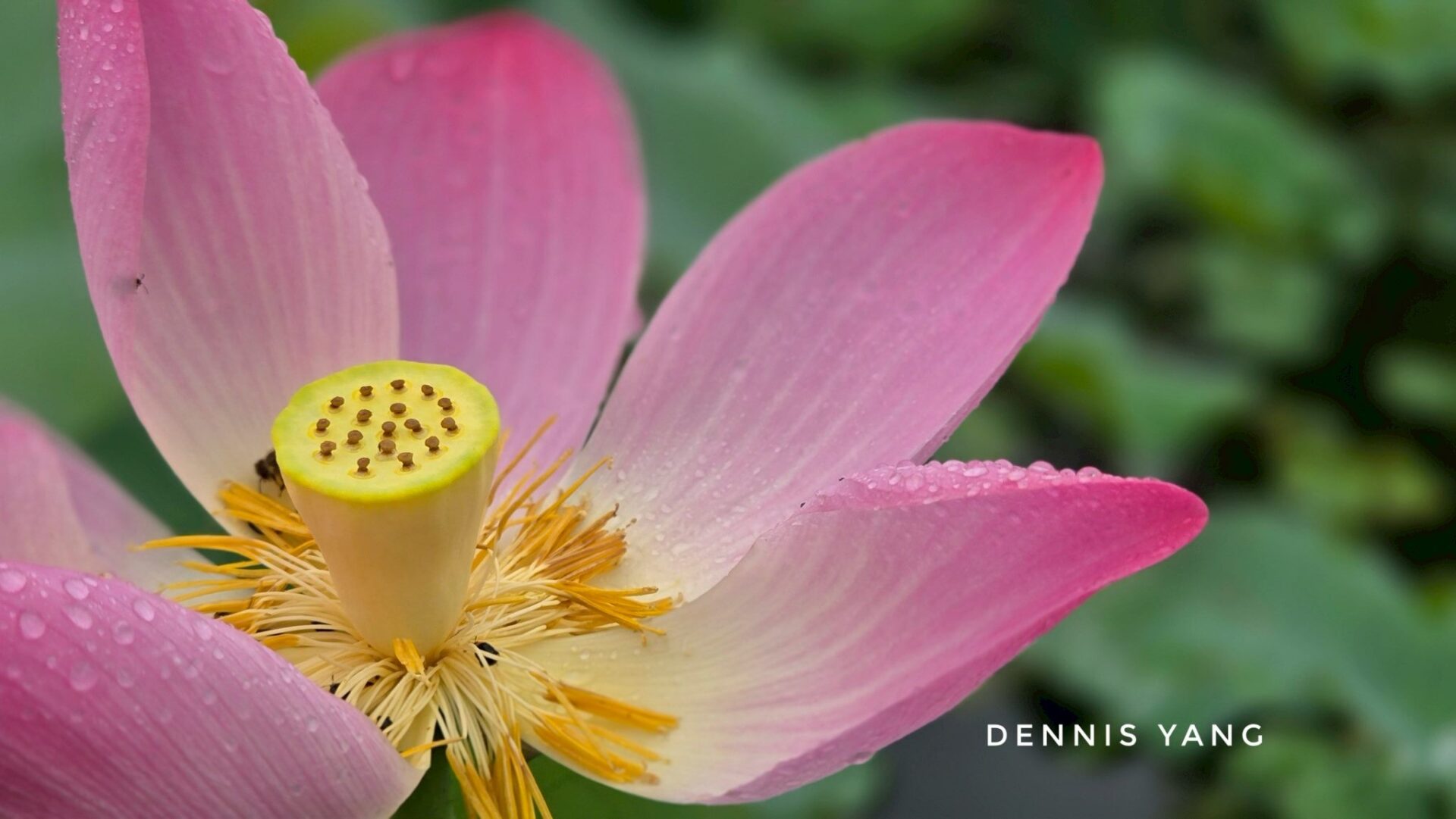 今夏最夢幻打卡點！山水綠生態公園荷花綻放中