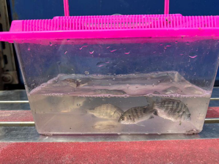 竹市府攜手漁會及宗教團體放流9萬尾魚苗 推動永續漁業與海洋保育 竹市府攜手漁會及宗教團體放流9萬尾魚苗 推動永續漁業與海洋保育