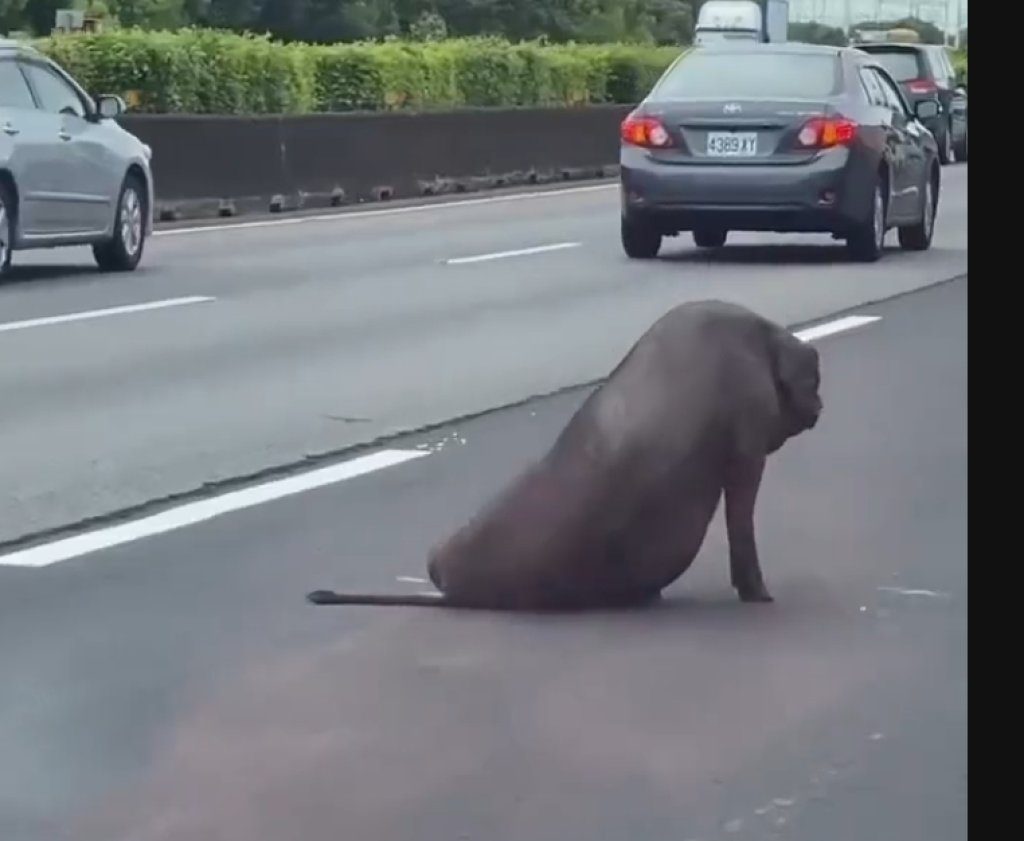 黑豬掉落國道！後腿傷匍匐跌坐中線車道 可憐模樣曝光