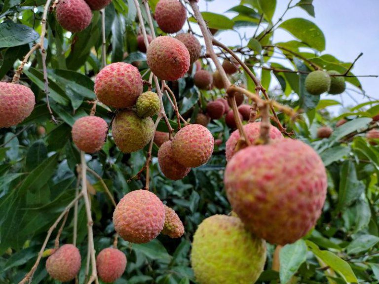 2025新竹市荔枝節6/22大遠百熱鬧開跑 11家在地果園開放採果體驗 2025新竹市荔枝節6/22大遠百熱鬧開跑 11家在地果園開放採果體驗