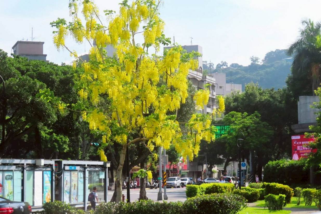 金色花雨迎盛夏 阿勃勒為畢業季獻上祝福 金色花雨迎盛夏 阿勃勒為畢業季獻上祝福